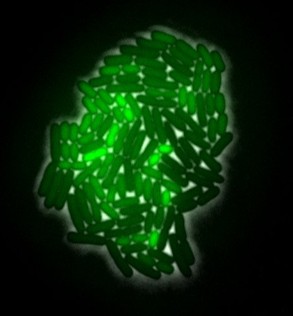 Ecoli-rpos